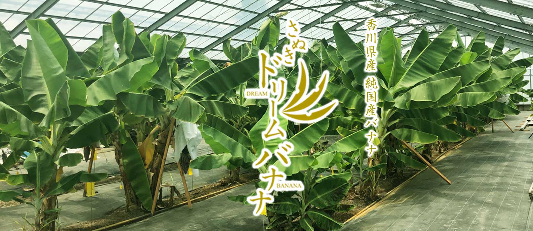 香川県産 純国産バナナ さぬきドリームバナナ